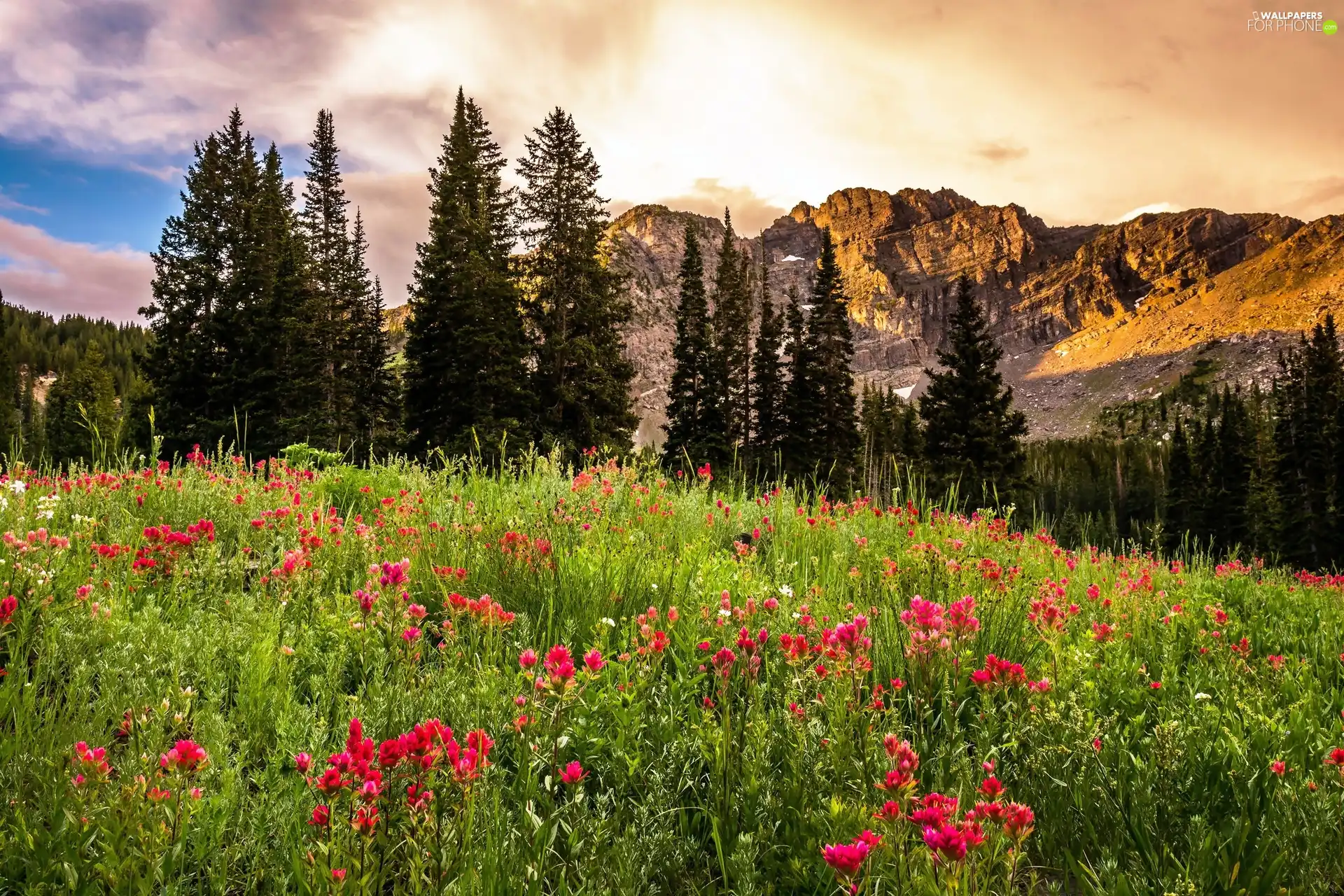 Mountains, Meadow