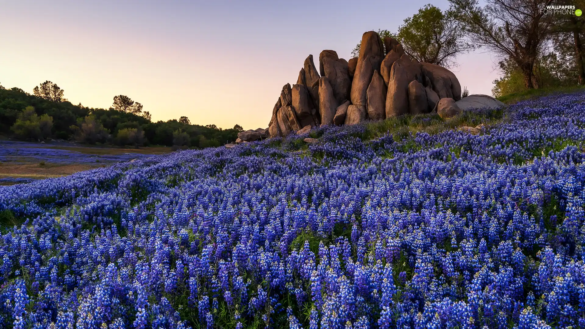 rocks, Violet, lupine, Meadow