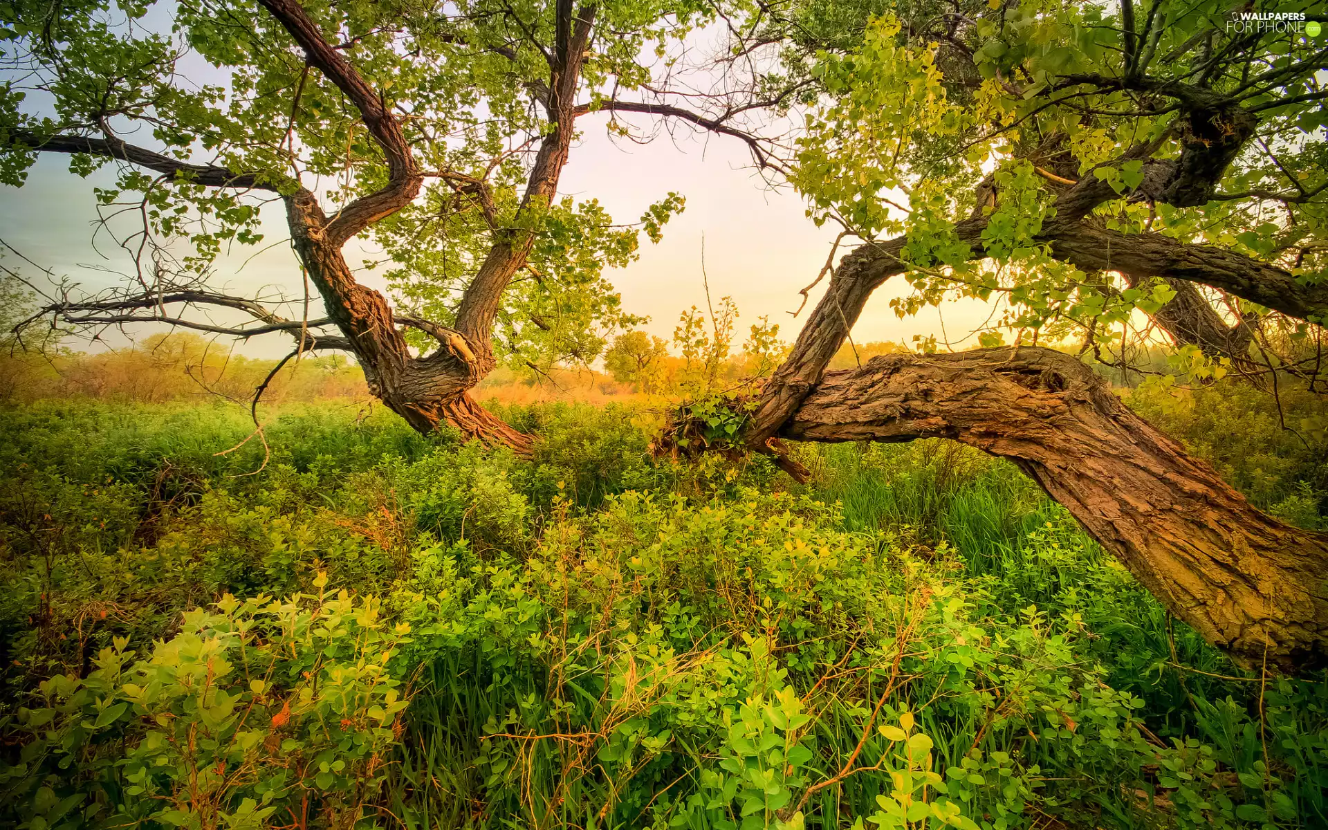 trees, grass, Sky, Meadow