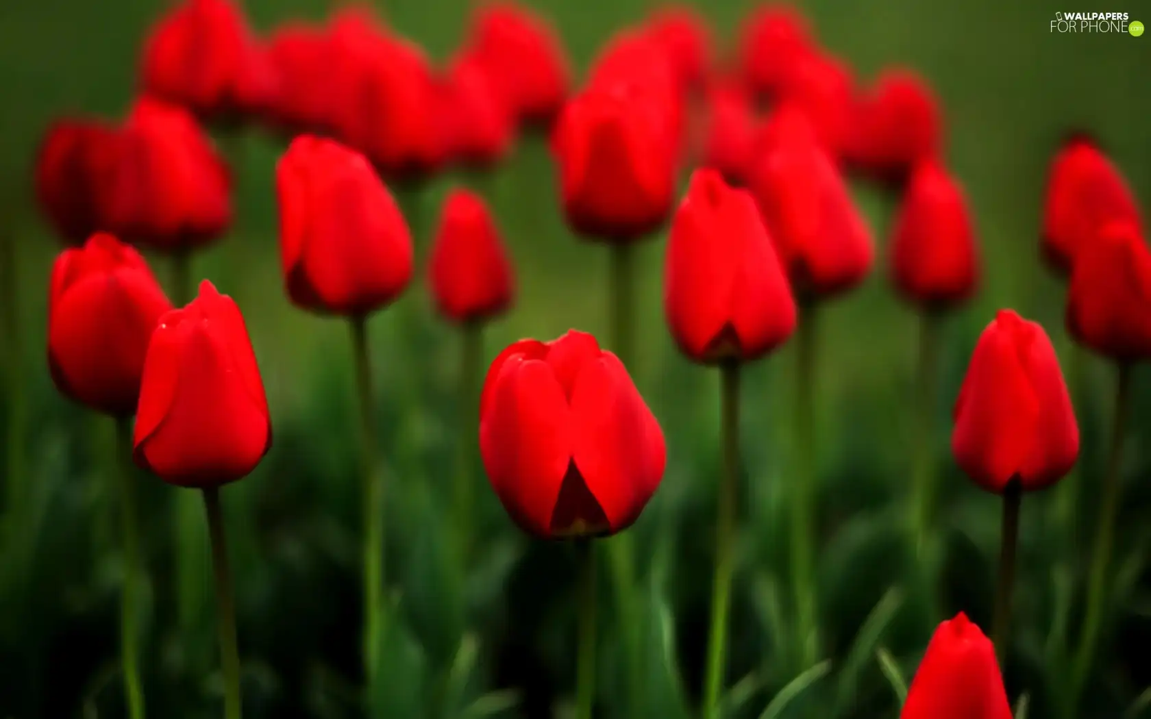 Meadow, Red, Tulips