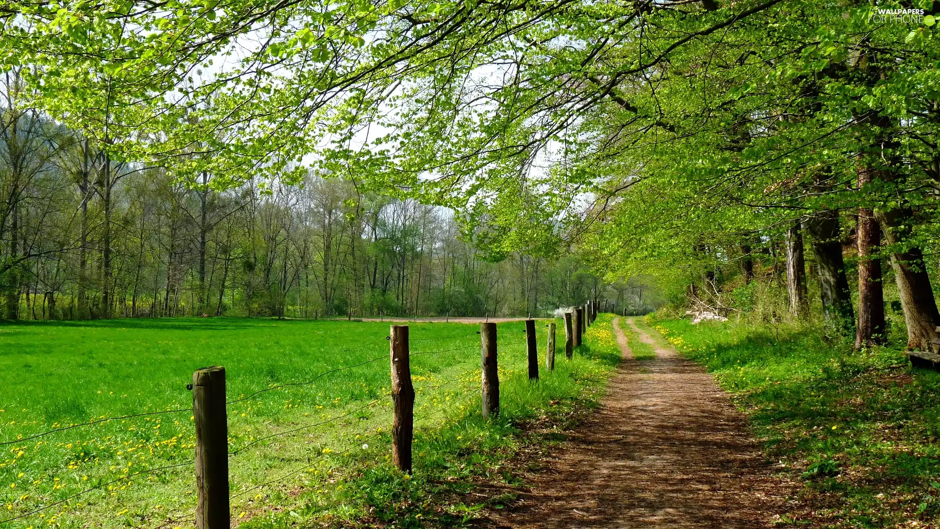 Meadow, grass, fence, trees, branch pics, Way, Field, viewes