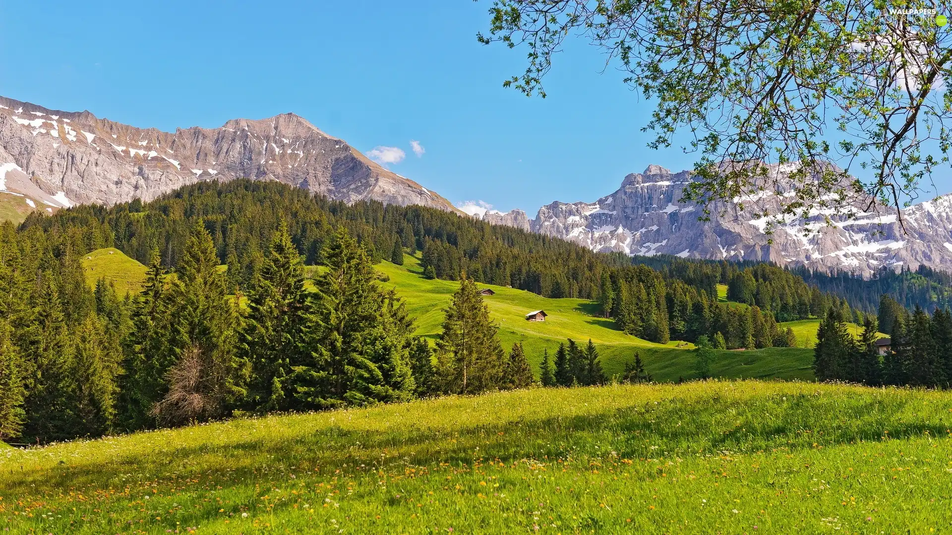 Meadow, Mountains, woods