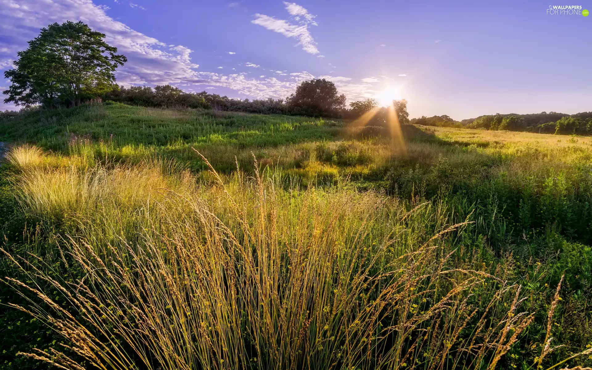 trees, The Hills, medows, grass, viewes, Sunrise