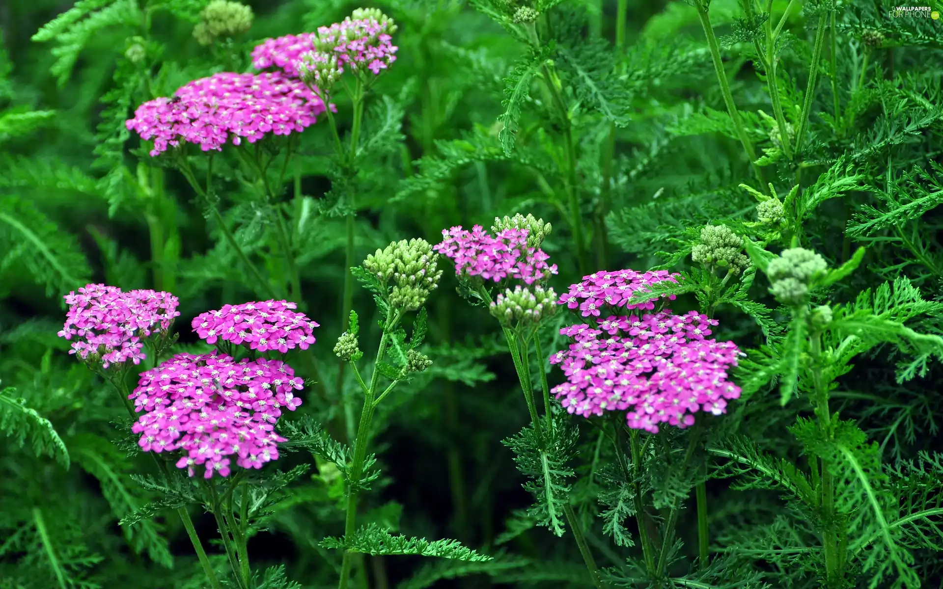 Flowers, milfoil