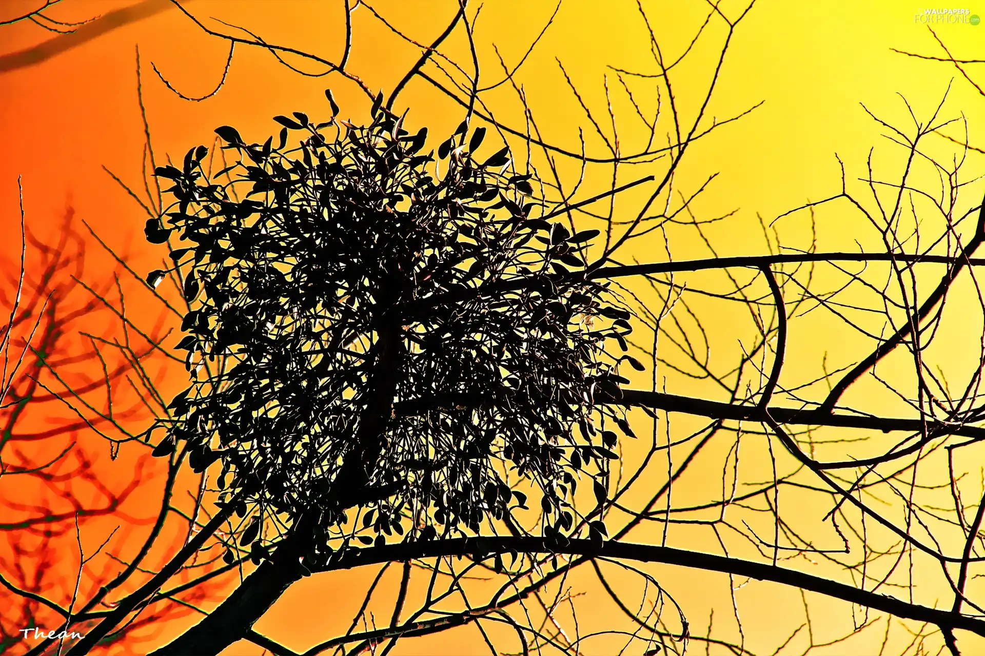 trees, branch pics, mistletoe, viewes