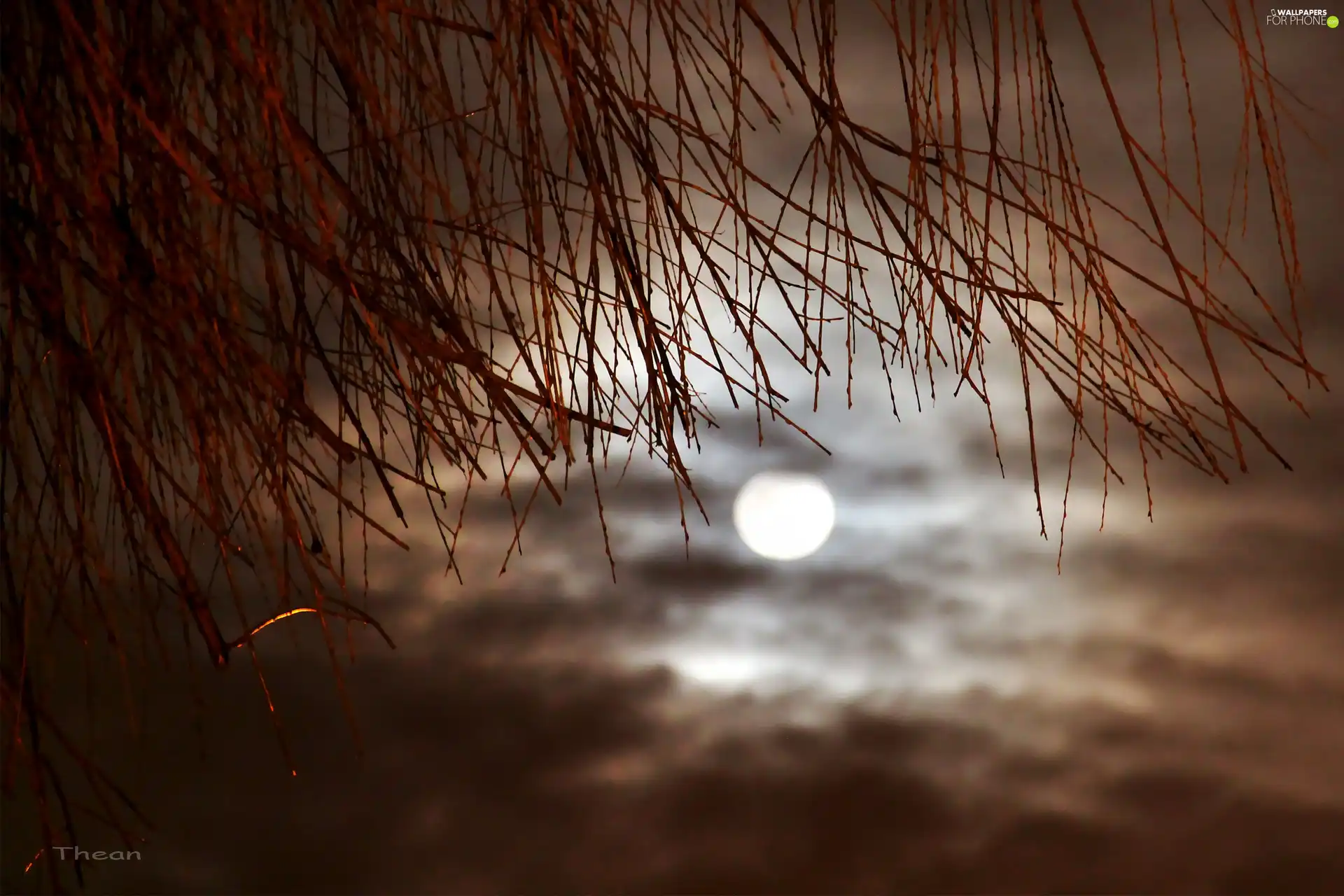 Twigs, Sky, moon, night
