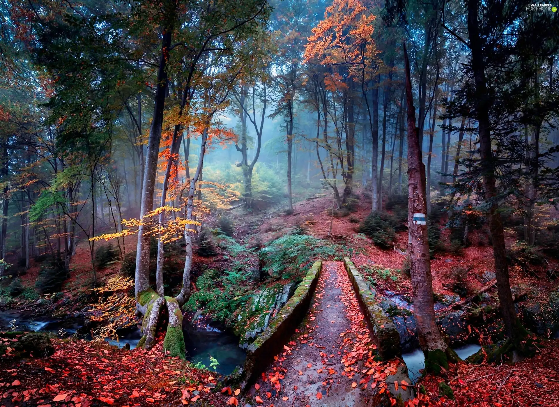 morning, Fog, stream, bridges, forest