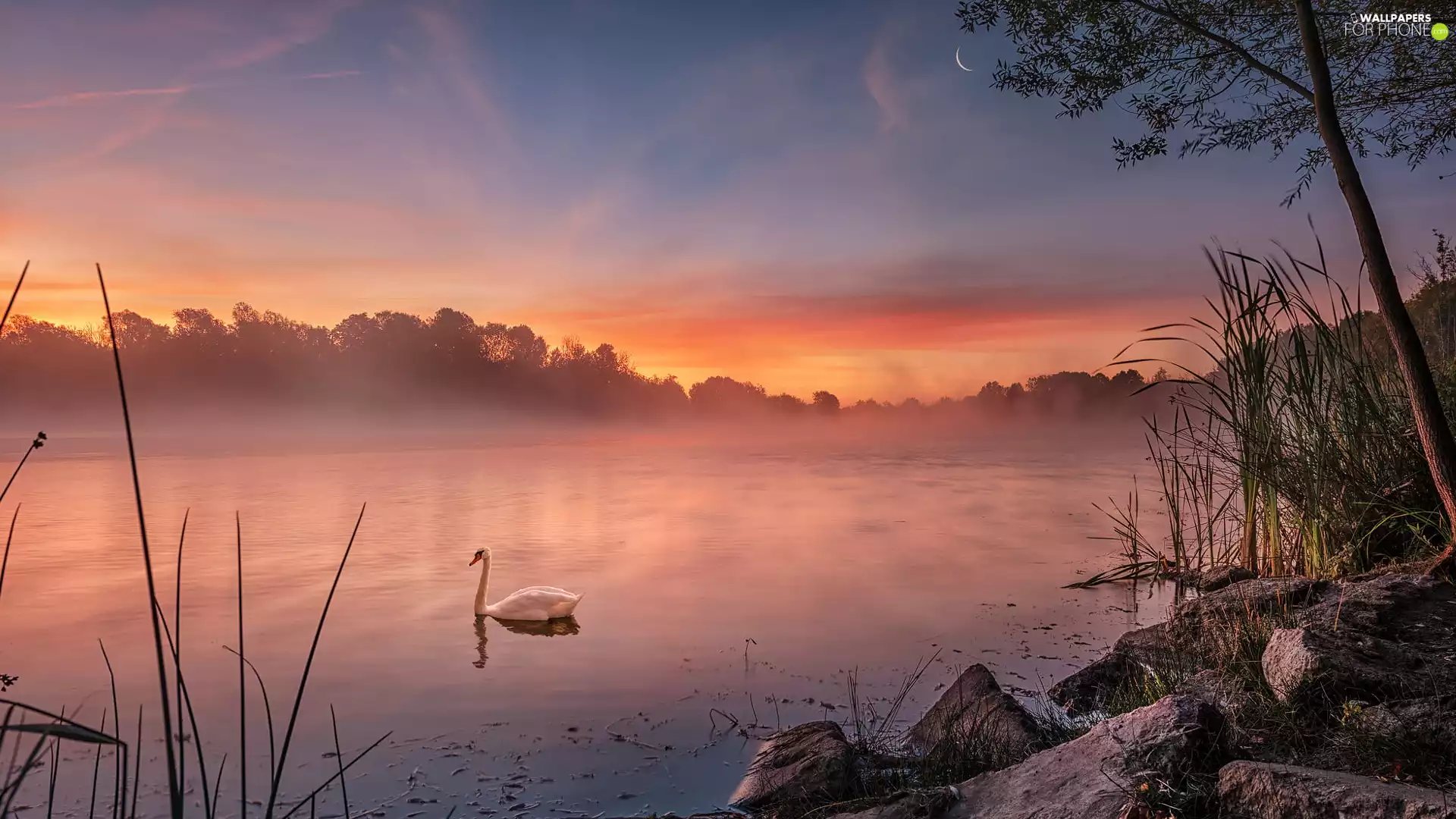 morning, Sunrise, Fog, lake, White, Swans, grass, Stones, trees