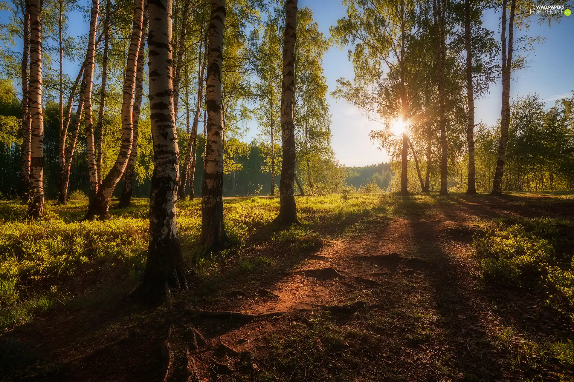 birch, morning, viewes, forest, trees
