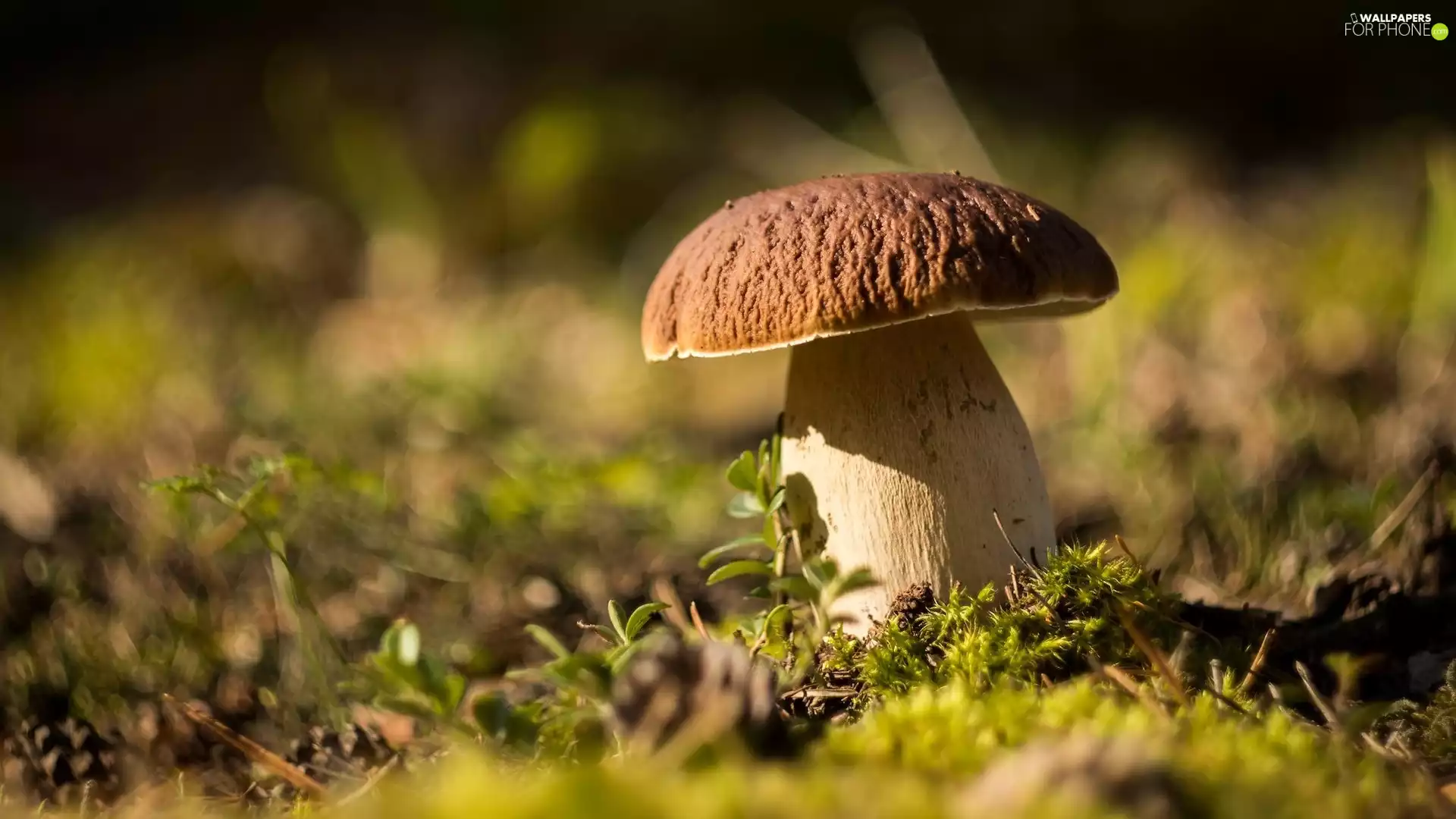 Moss, Mushrooms, boletus
