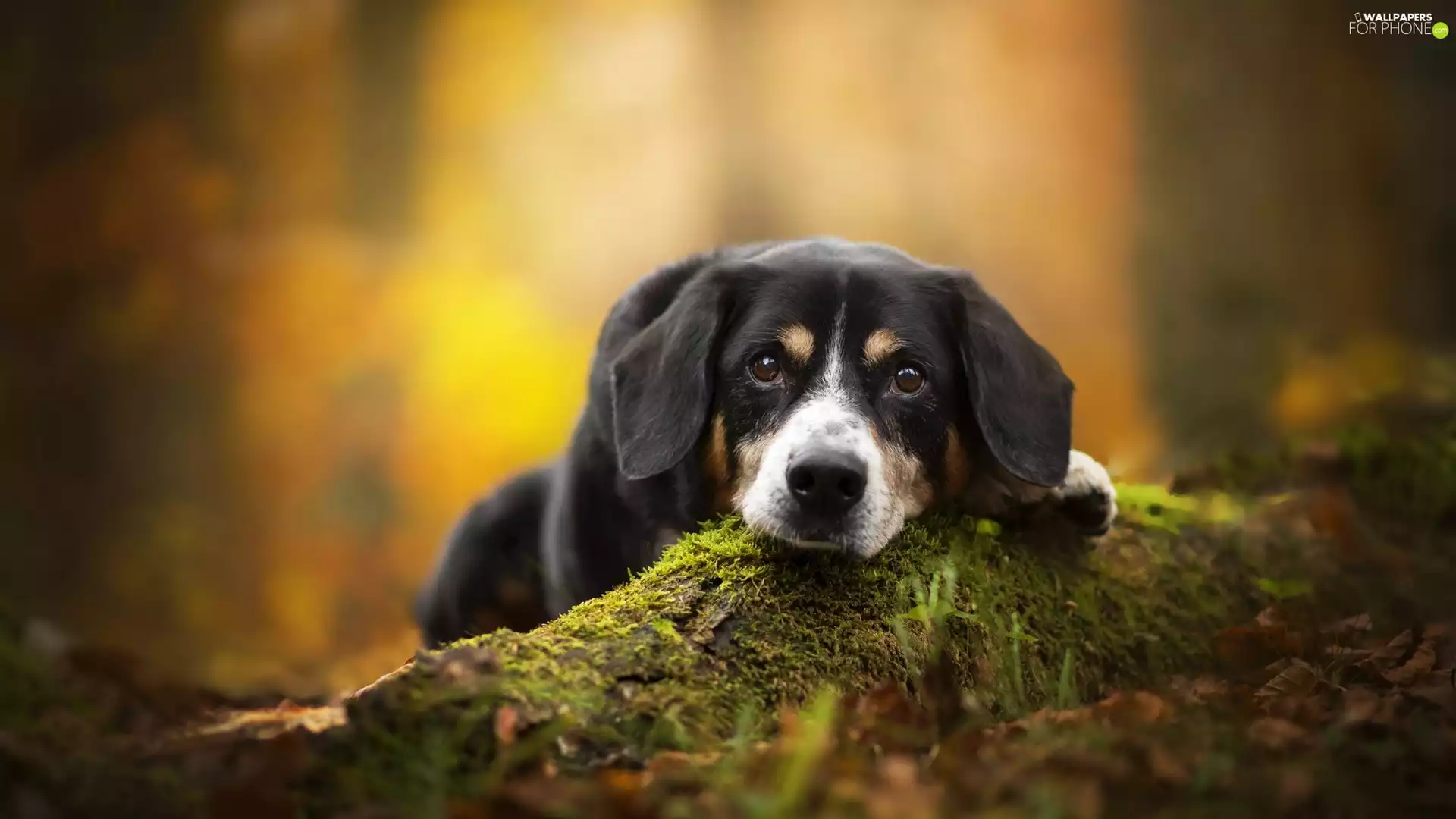 litter, Moss, Entlebucher, muzzle, dog