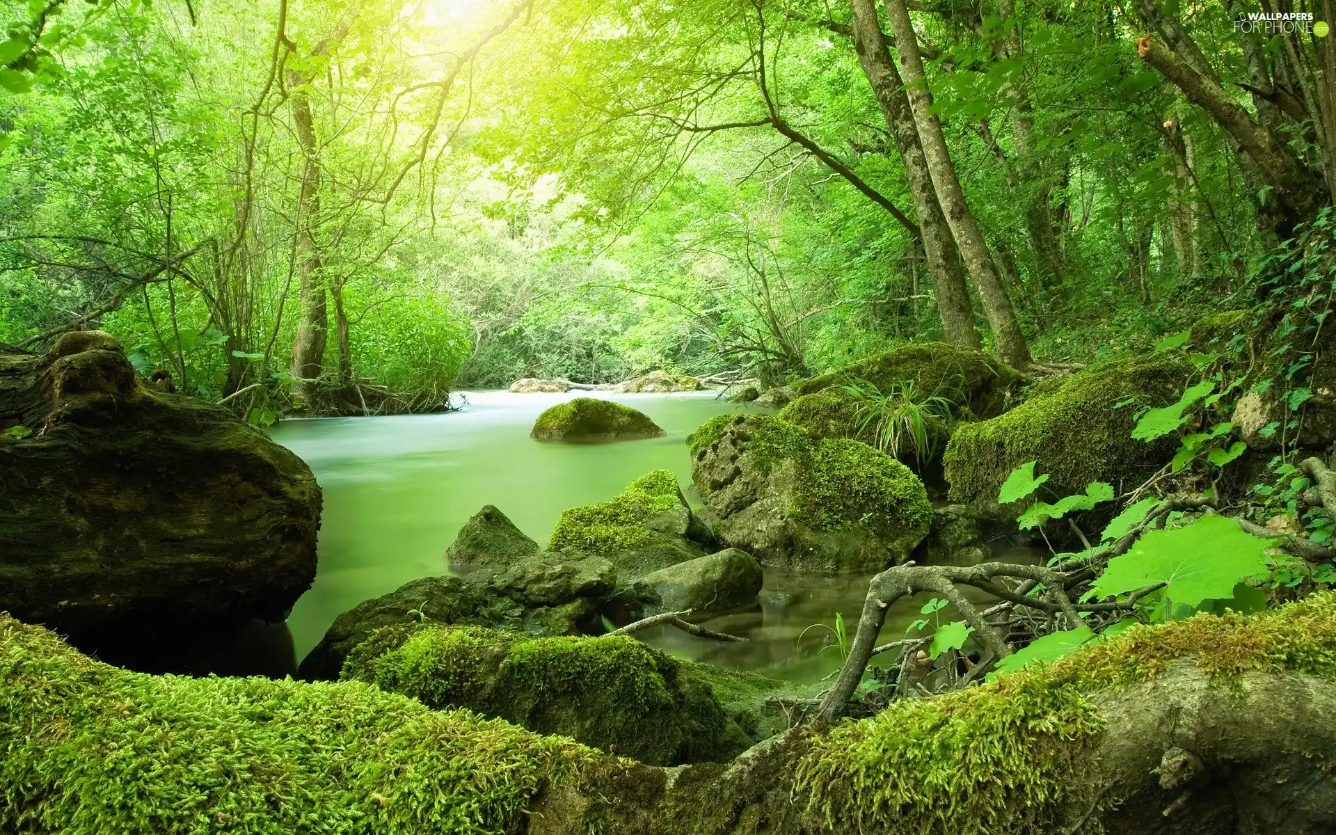 viewes, River, Moss, green, Stones, trees