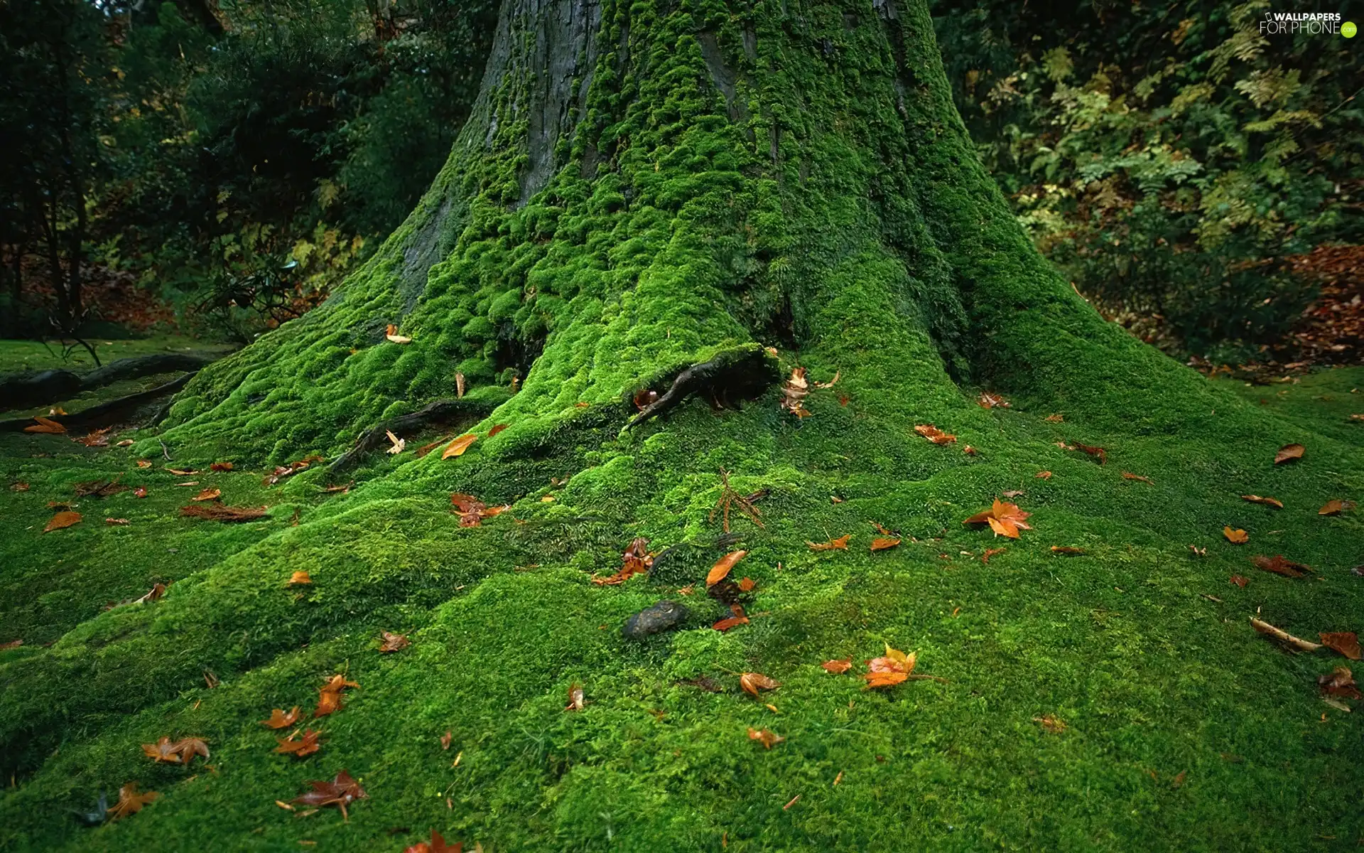 viewes, trunk, moss, Leaf, covered, trees