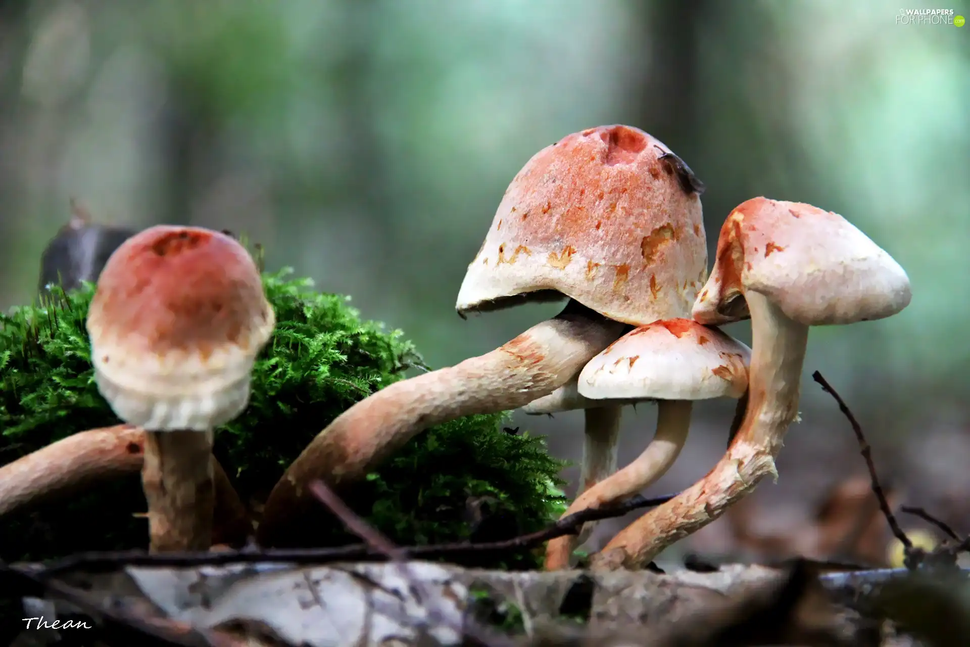 mushroom, feet, Moss, hats