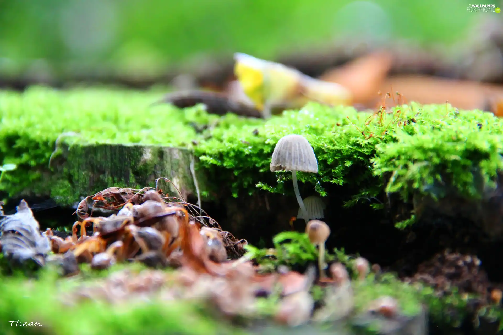 Moss, Little, mushroom