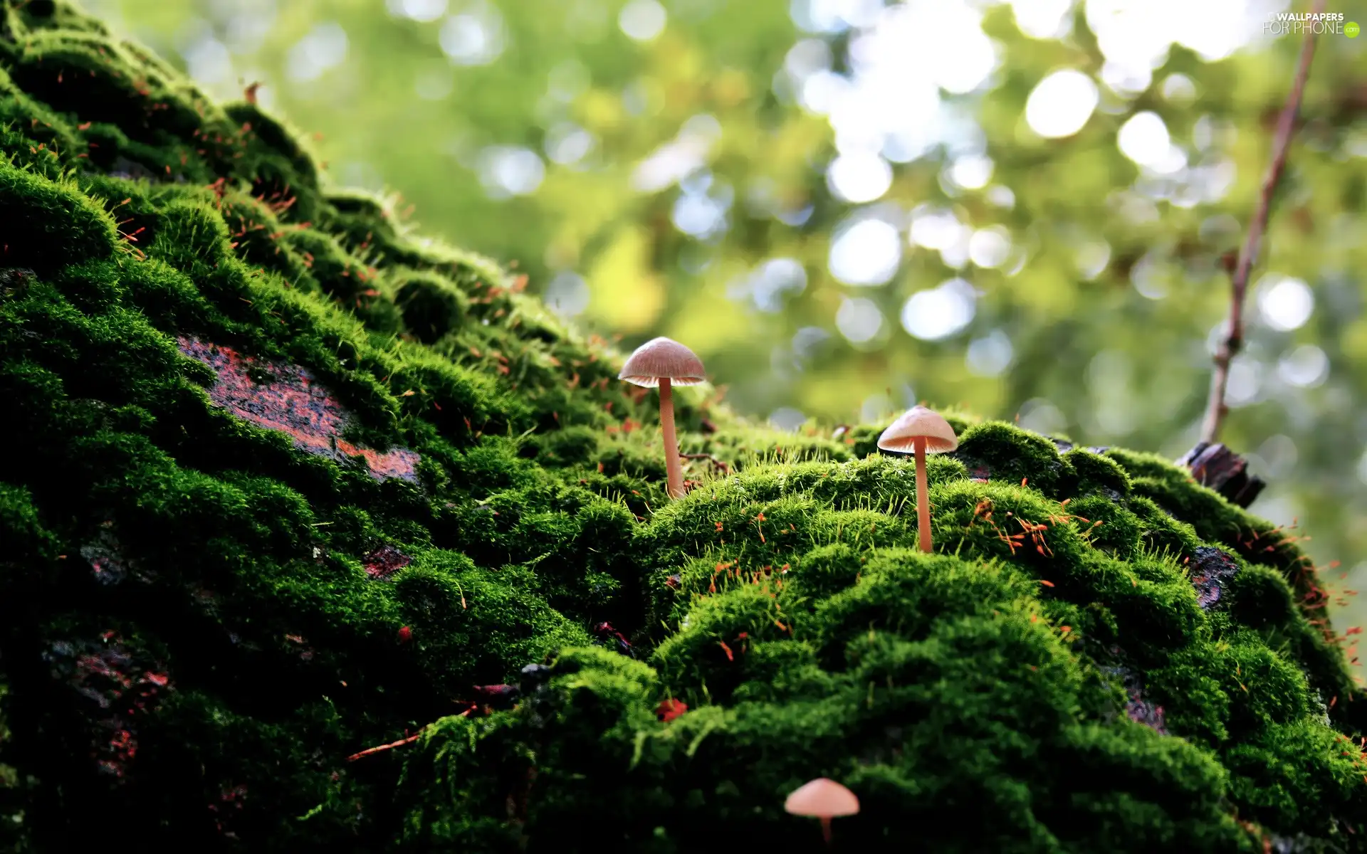 mushrooms, Moss