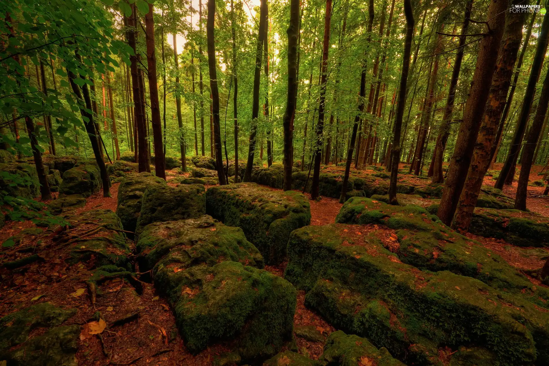 Moss, forest, Stones