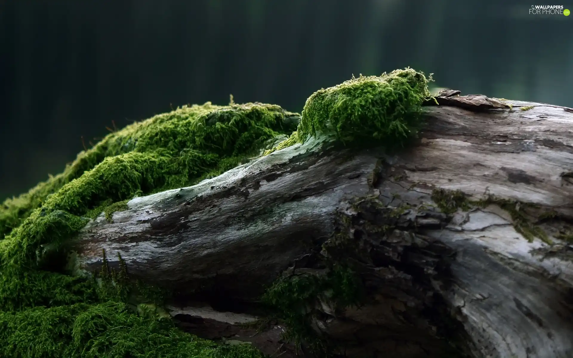 Plants, Lod on the beach, Moss