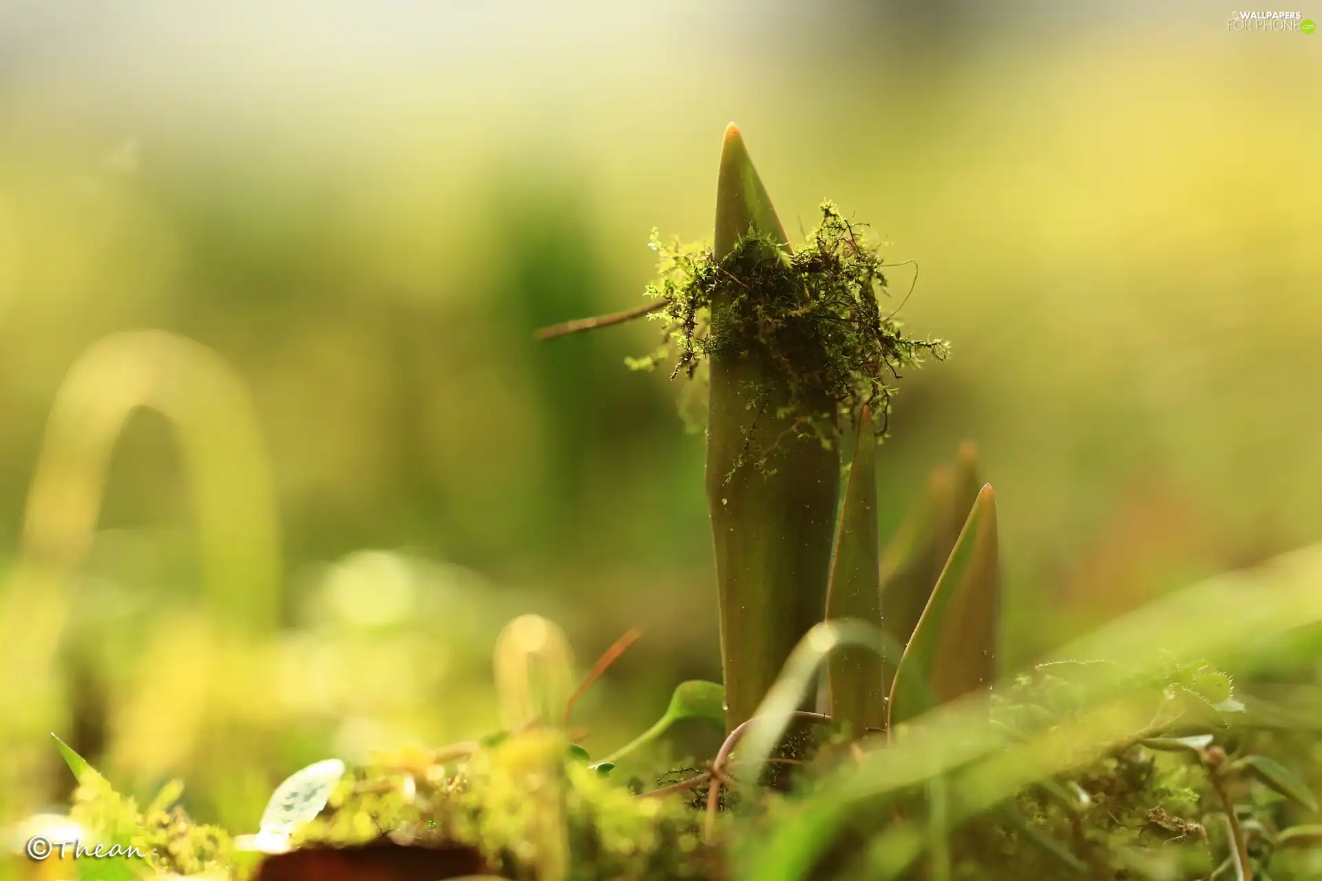 Moss, Leaf, tulips