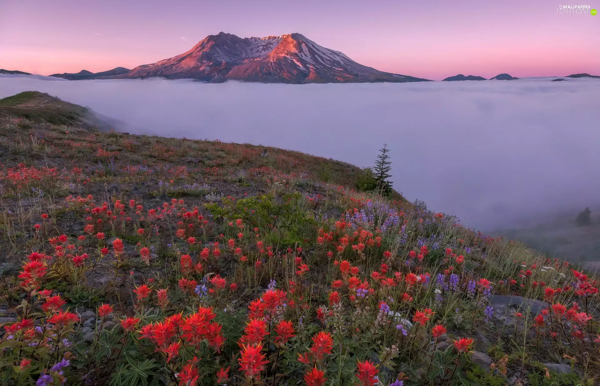 Indian Paintbrush, Washington State, Volcano Mount St. Helens, Mountains, Meadow, The United States, Cascade Mountains, Fog, lupine, Flowers