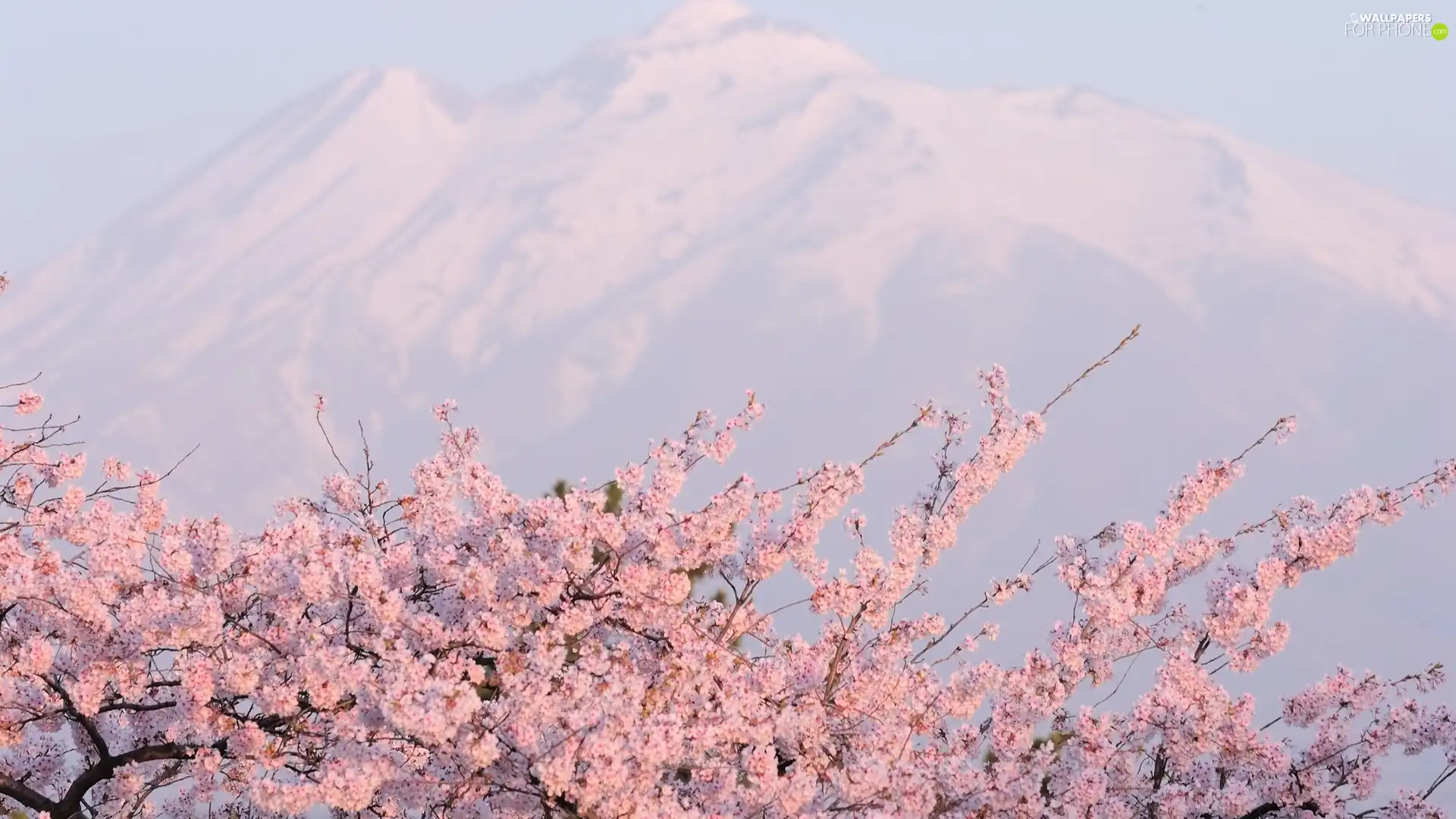 cherry, Mountains