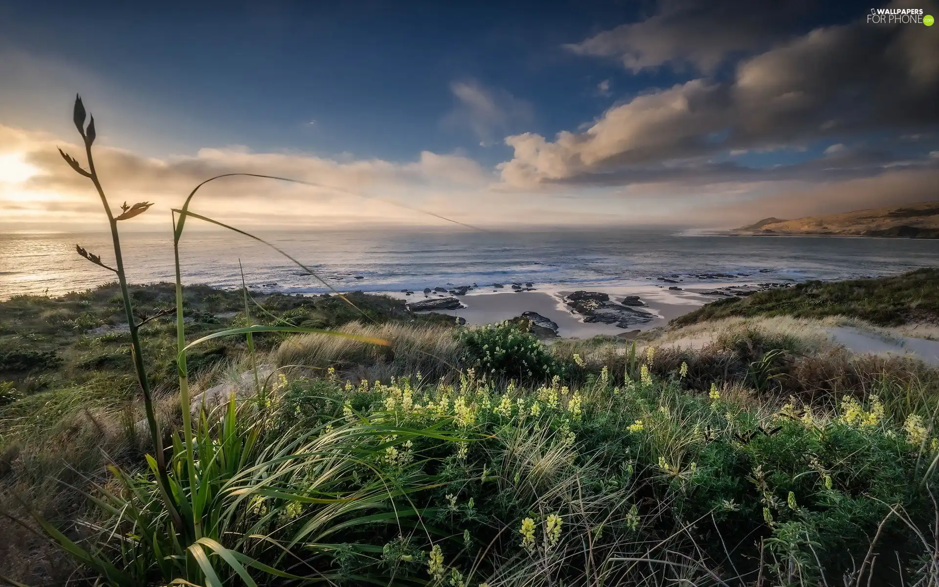 Coast, Flowers, Mountains, grass