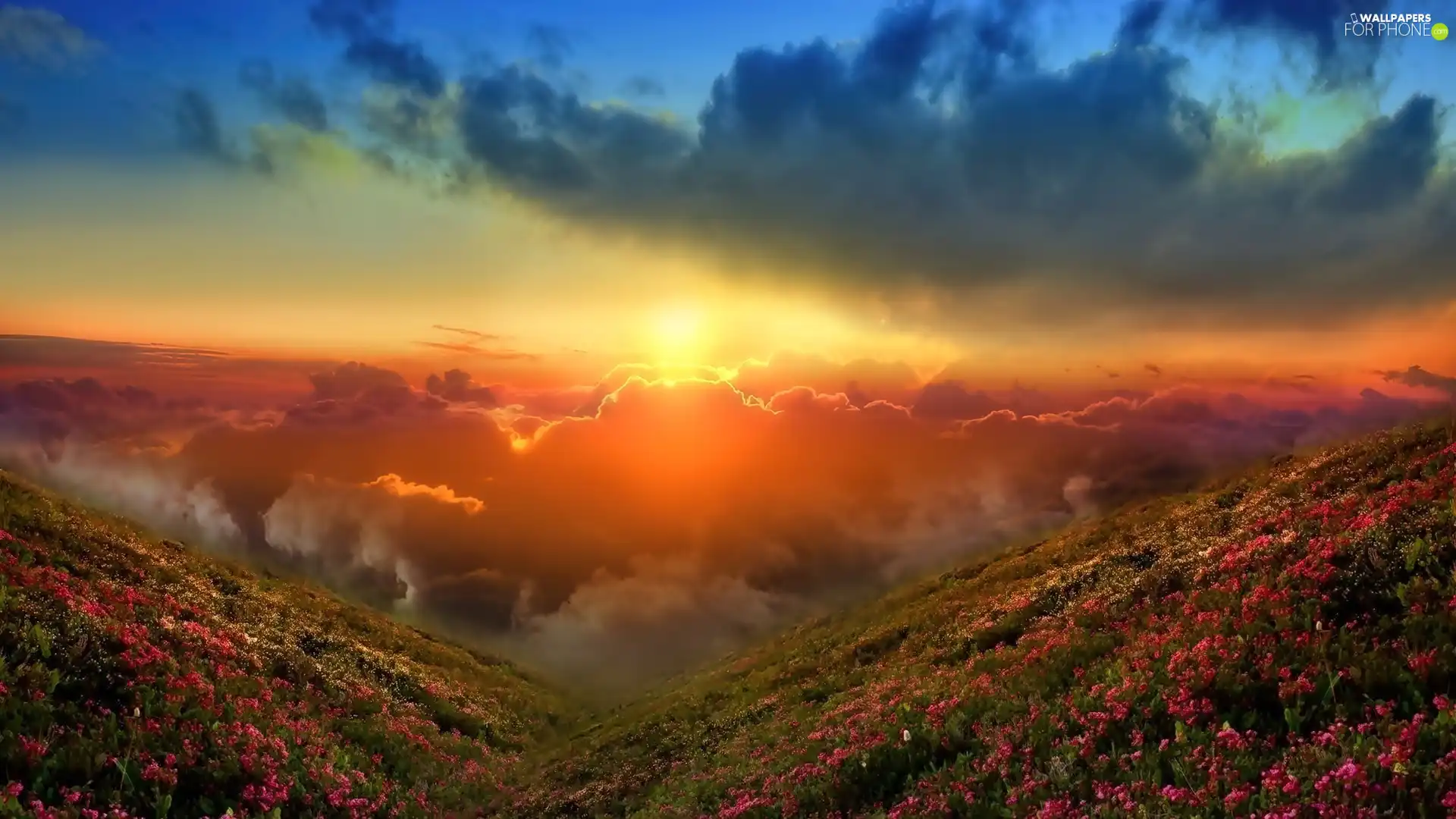 sun, Sky, Mountains, Flowers, clouds, west