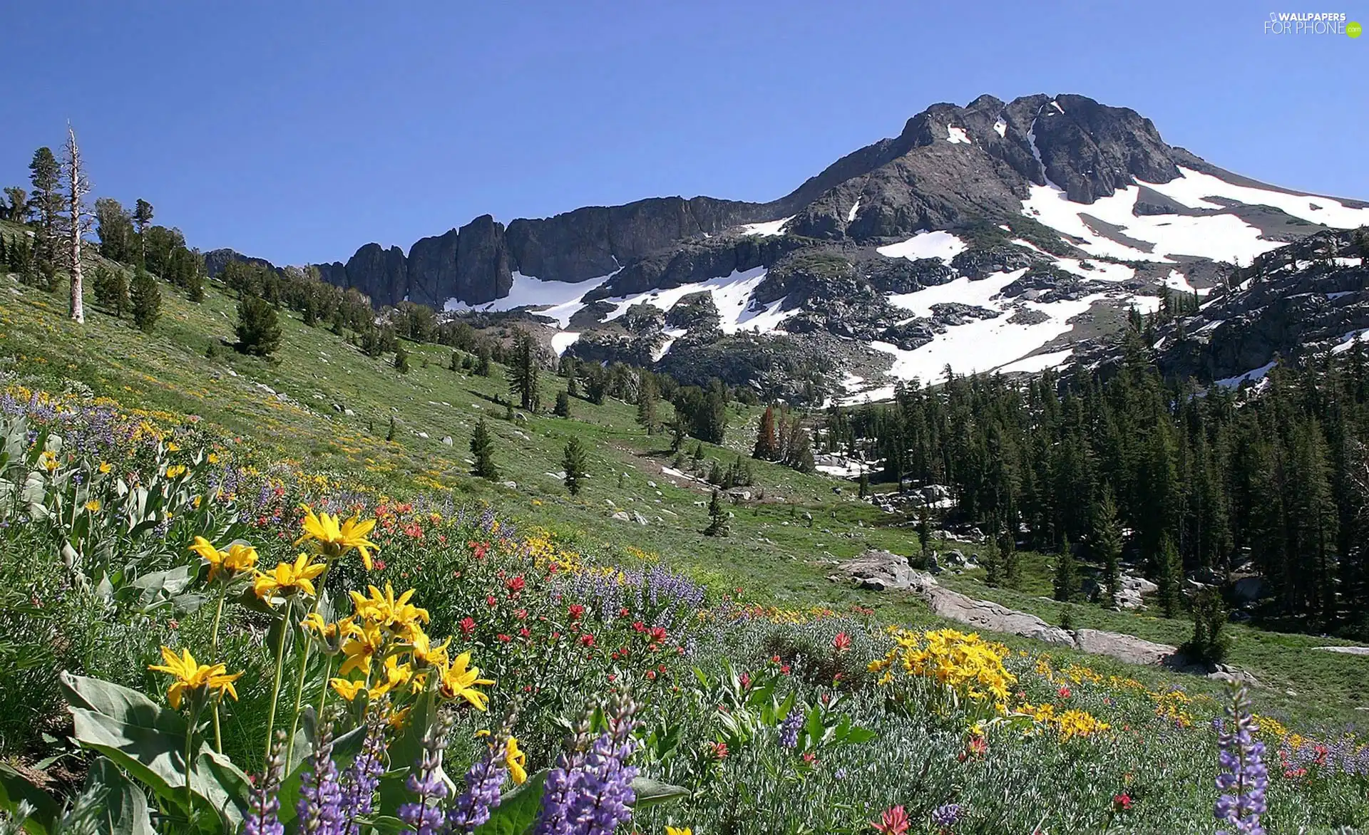 Mountains, Meadow, Flowers