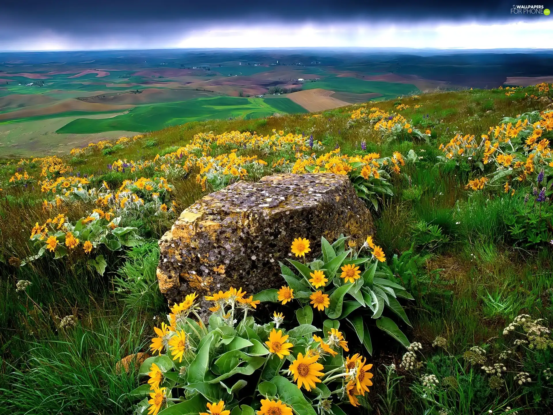 Mountains, Stone, Flowers