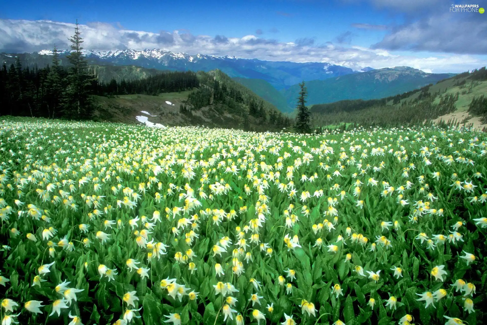 Flowers, Mountains