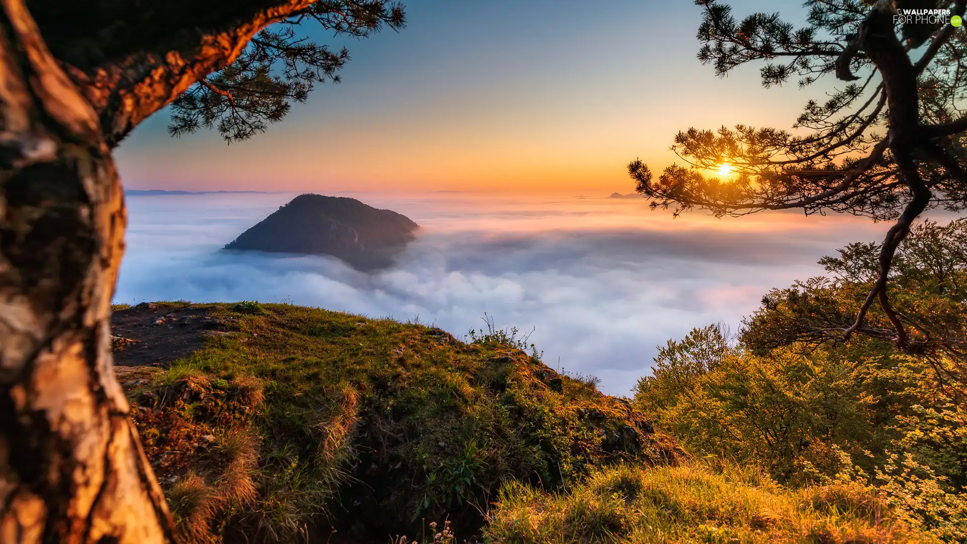 trees, viewes, Fog, rays of the Sun, Mountains