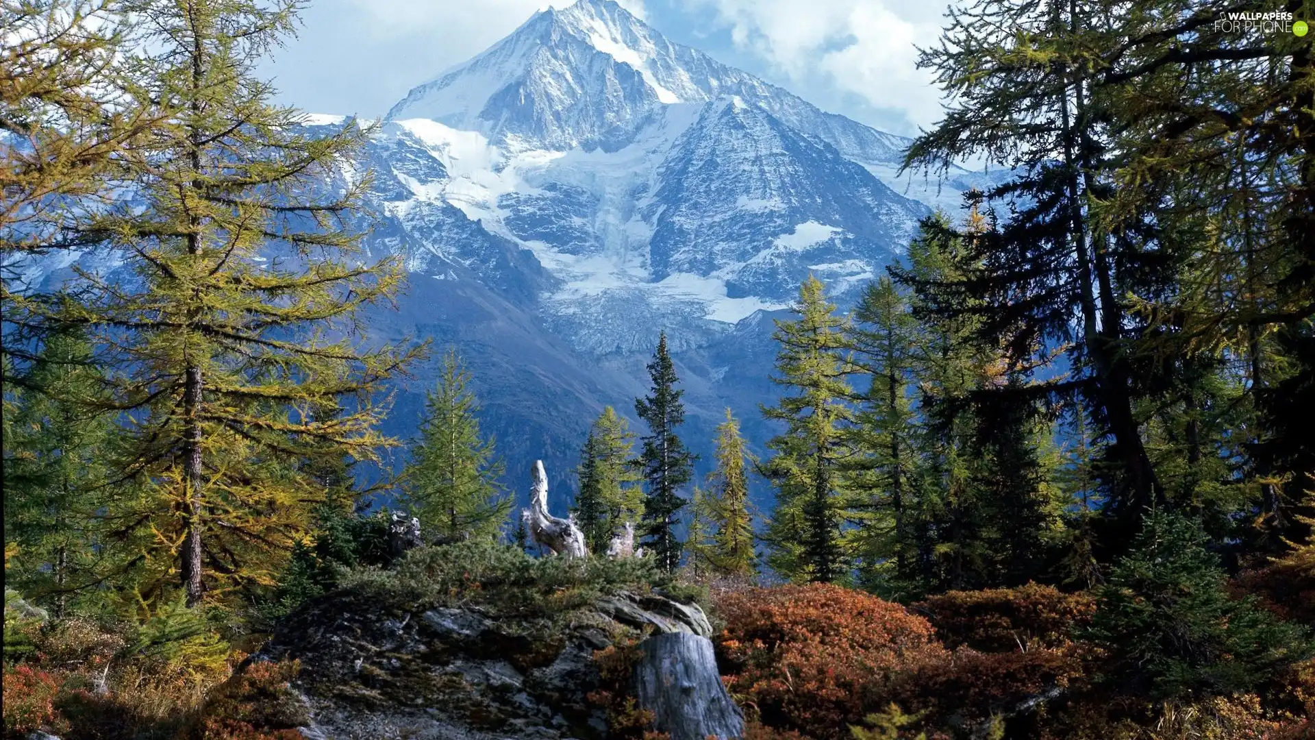 forest, Mountains