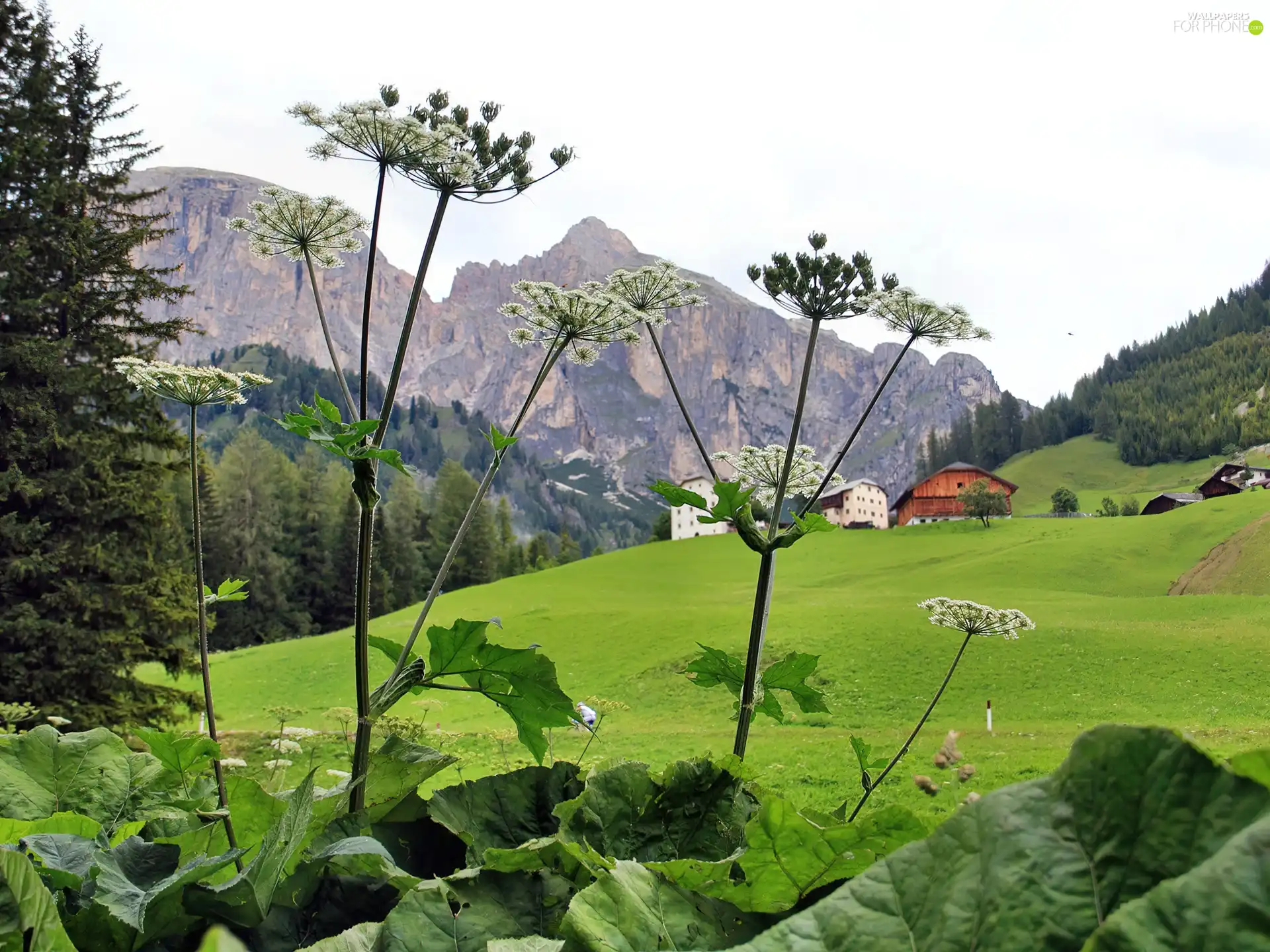 car in the meadow, plant, Mountains