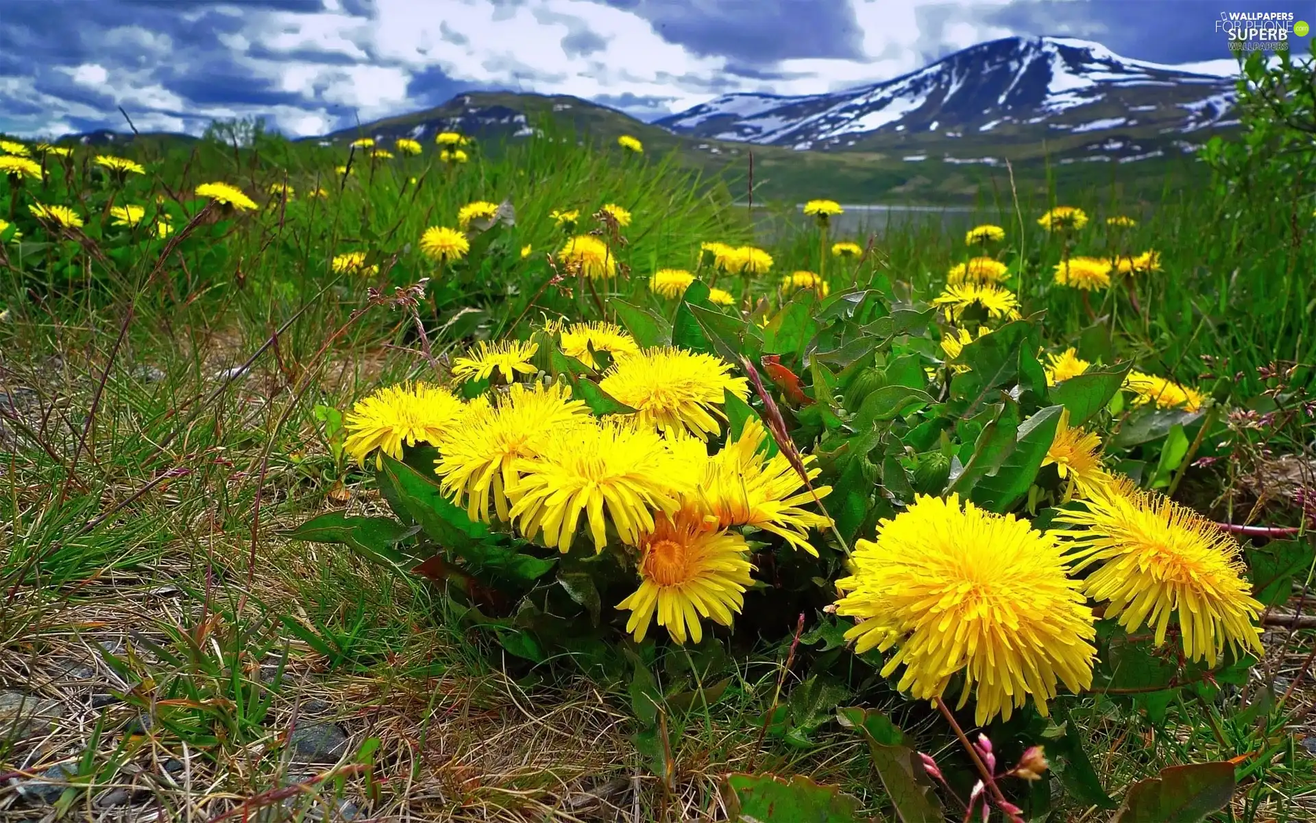 Mountains, Meadow, puffball