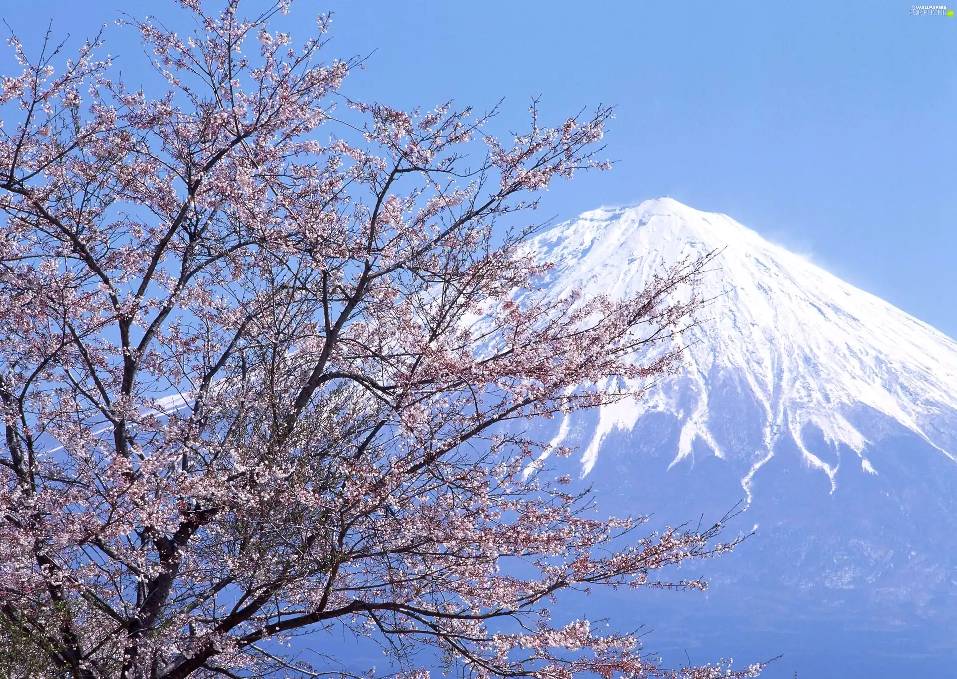 mountains, snow, Leaf, Sky, trees