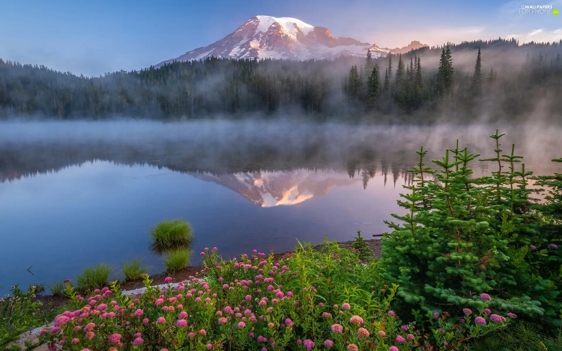 trees, Mount Rainier National Park, Flowers, viewes, reflection, The United States, Washington State, Stratovolcano Mount Rainier, Mountains, Fog, lake