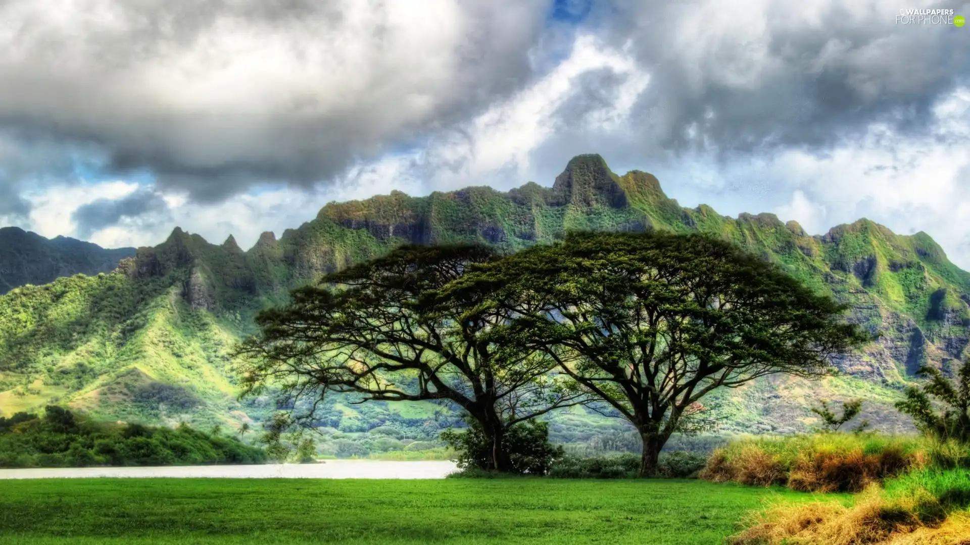 trees, viewes, Aloha State Hawaje, Mountains, Oahu