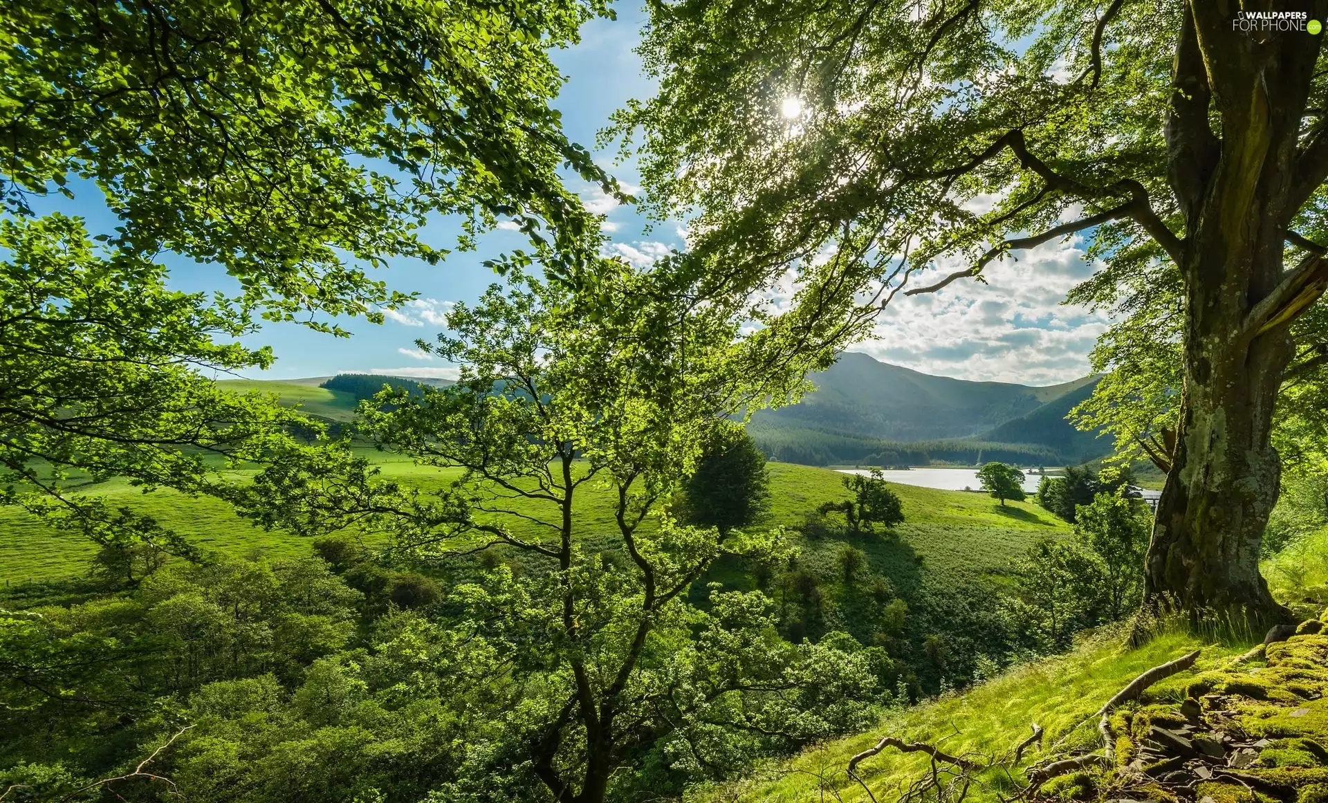 sun, trees, River, Mountains, Valley, viewes