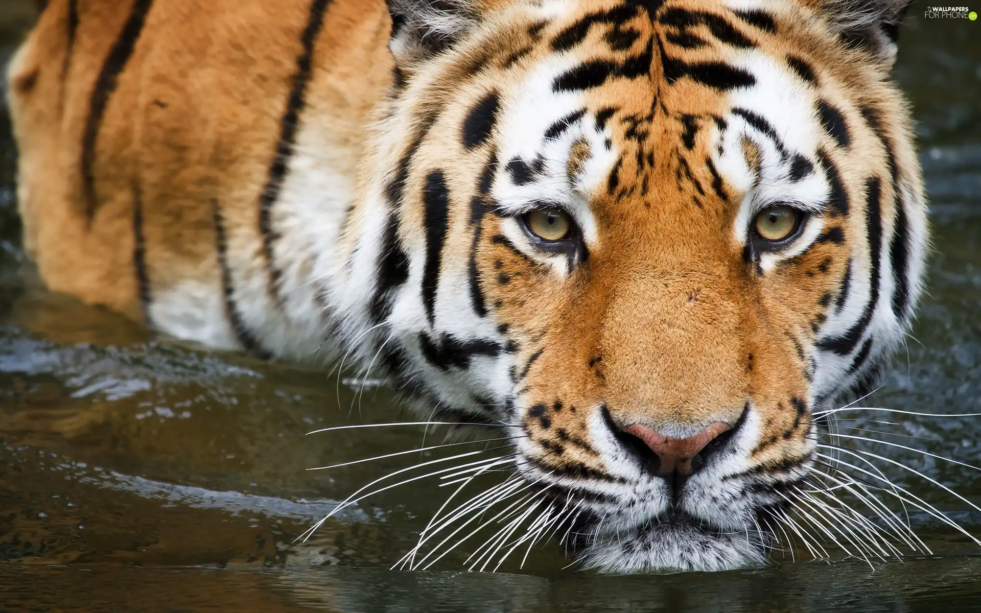 tiger, moustache