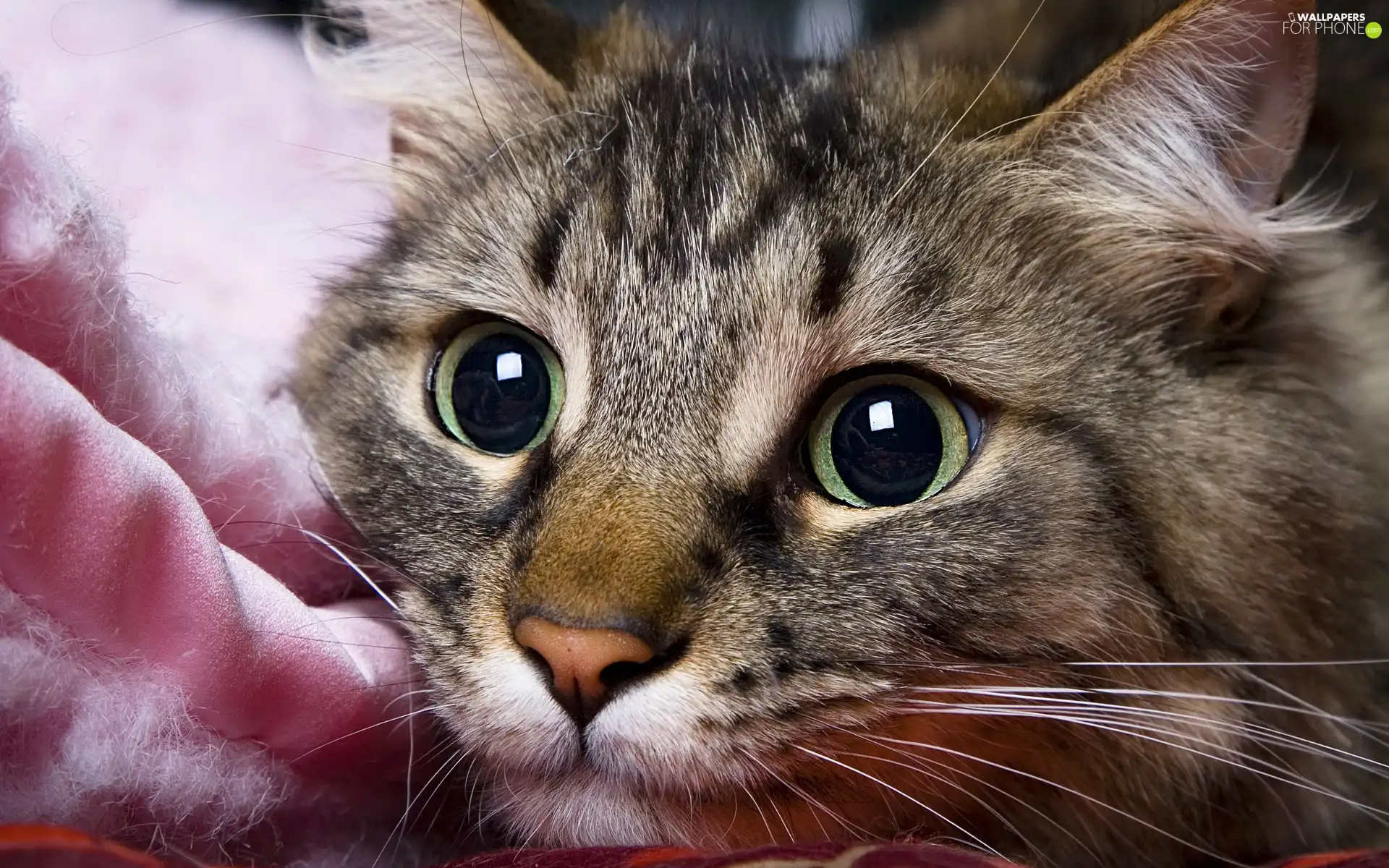 cat, mouth