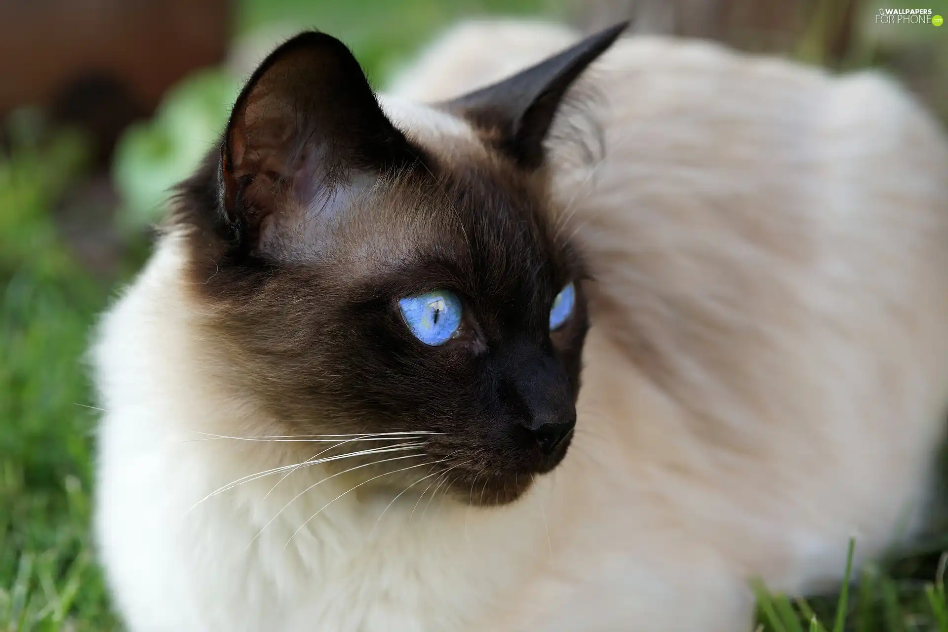 Blue, Eyes, dark, mouth, Siamese Cat