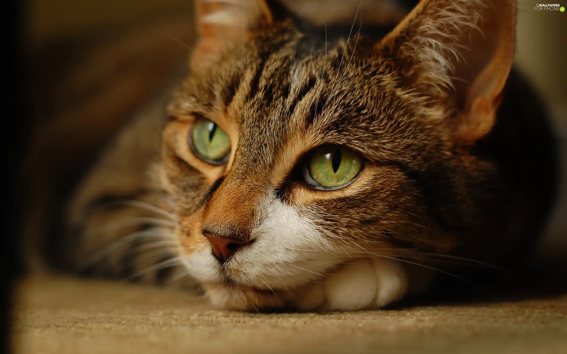 cat, mouth