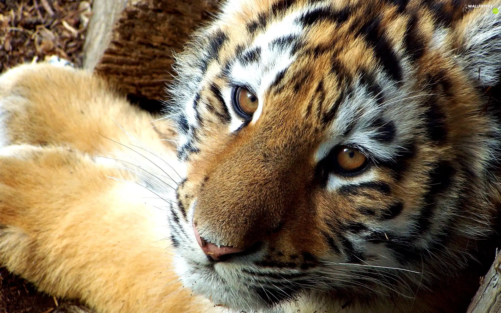 tiger, mouth