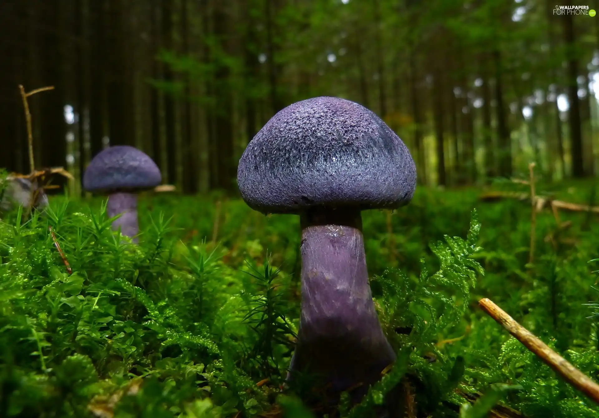 Forest Mulch, Moss, forest, mushrooms, Cortinarius Violaceus