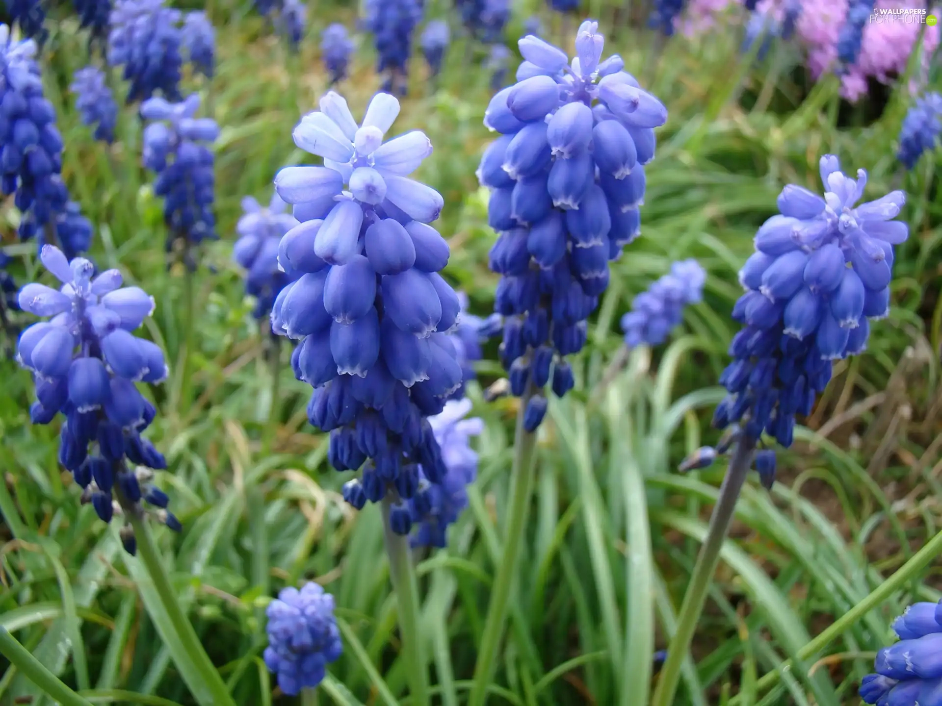 Muscari