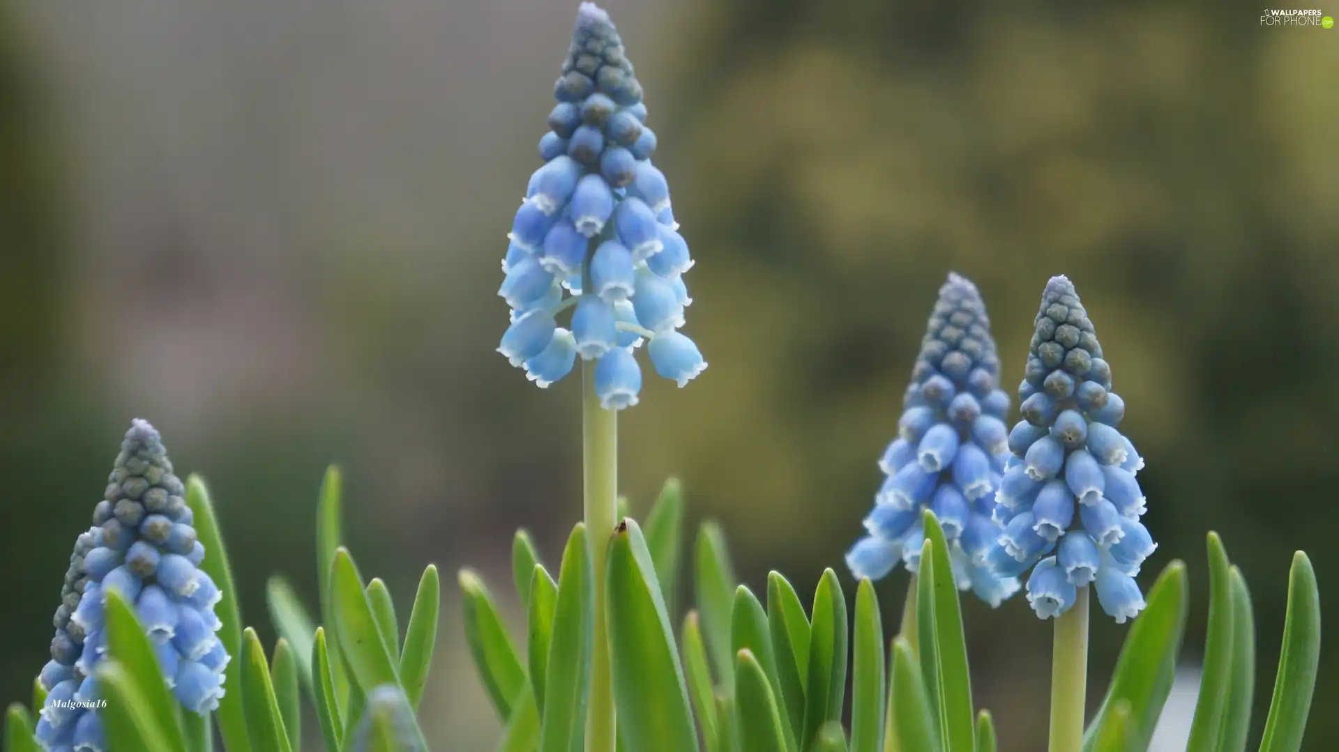 Muscari, Blue, Flowers