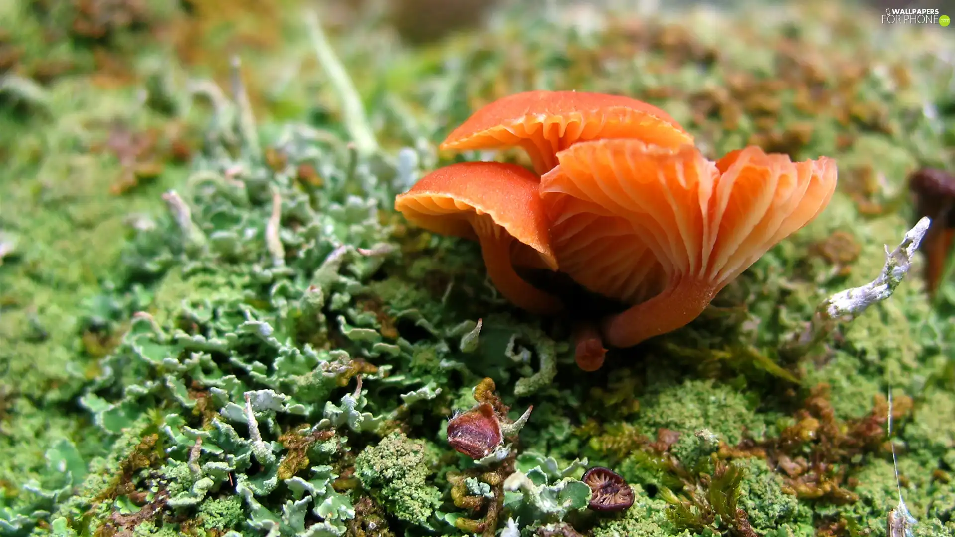 Orange, mushroom