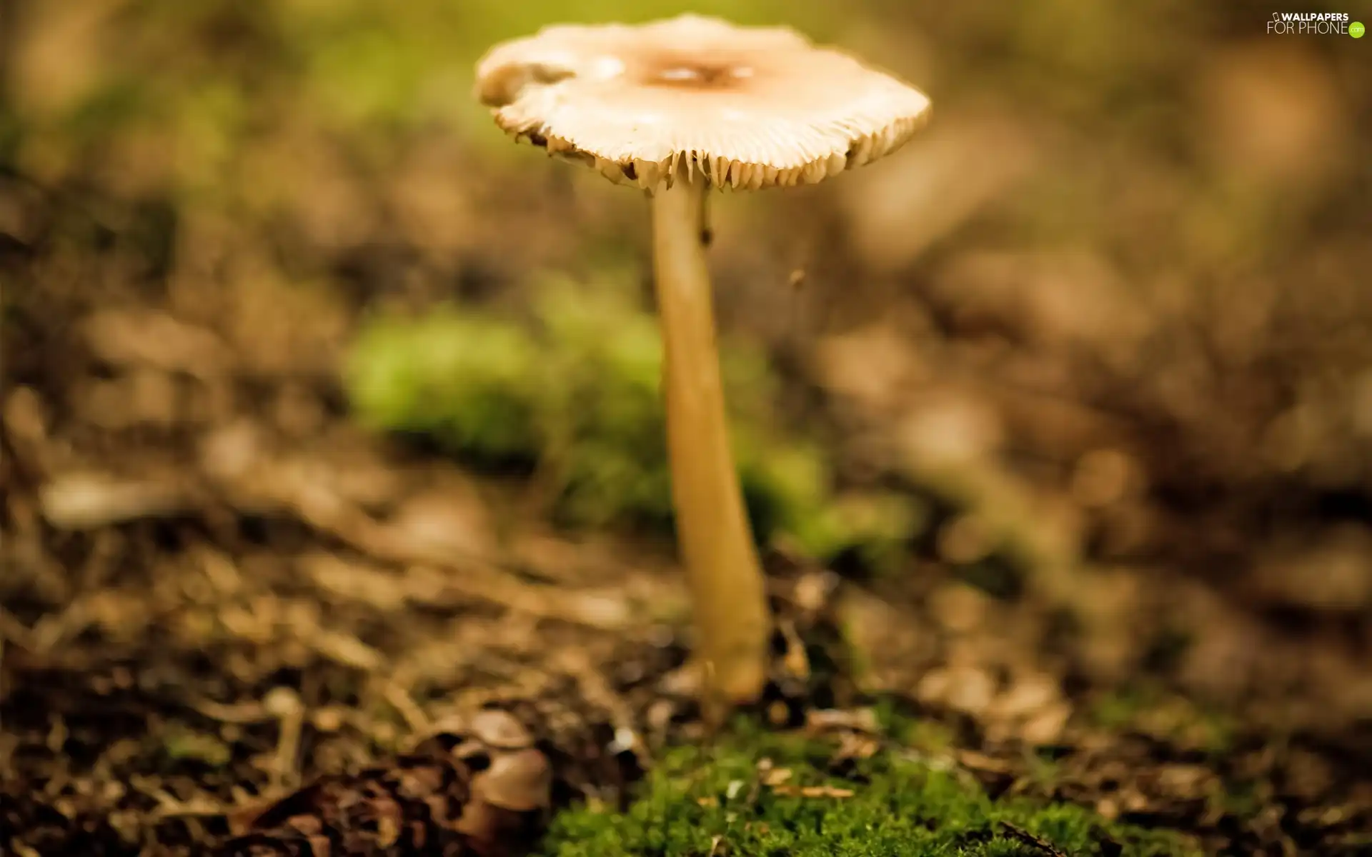 Mushrooms