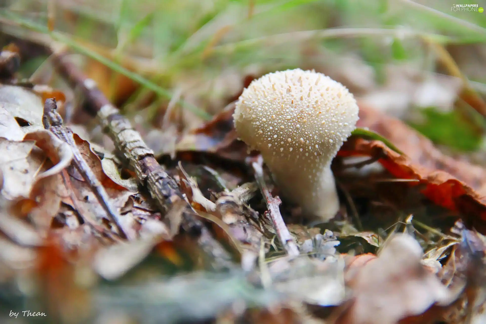 fuzz-ball, White, Mushrooms