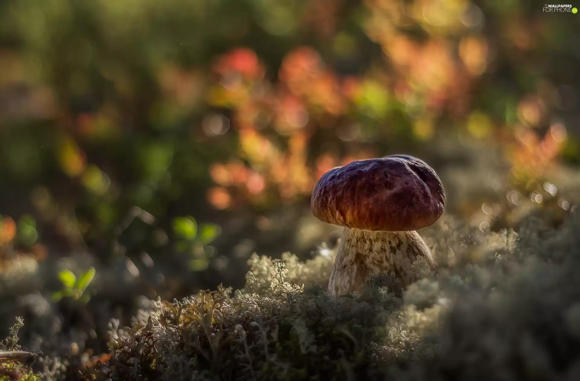 Mushrooms, boletus